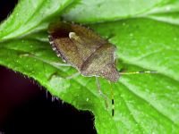 Peribalus strictus vernalis