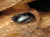 Penthimia nigra