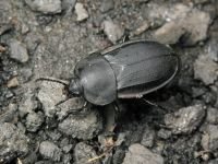 Silpha obscura