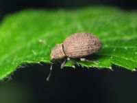 Sciaphilus asperatus