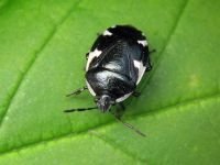 Tritomegas sexmaculatus