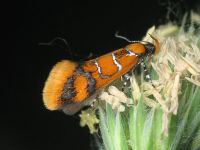 Bisigna procerella