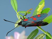 Zygaena lonicerae