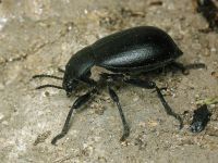Blaps lethifera