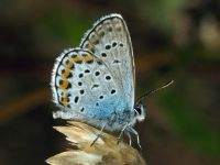 Plebejus argus