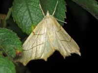 Ennomos quercinaria