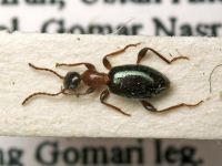 Anthelephila caeruleipennis