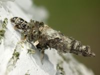 Bacotia claustrella