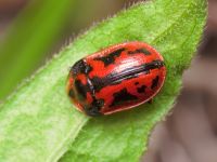 Pilemostoma fastuosa