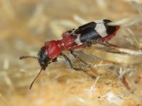 Thanasimus formicarius