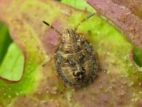 Staria lunata