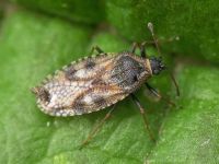 Dictyla echii