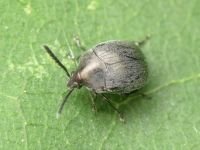 Spermophagus