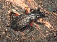 Carabus (Carabus) granulatus