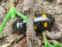 Glischrochilus (Librodor) hortensis