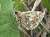 Pyrgus malvae