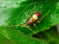 Closterotomus fulvomaculatus