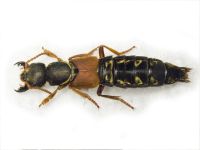 Staphylinus caesareus