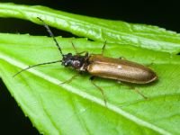 Denticollis linearis
