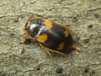 Mycetophagus quadripustulatus