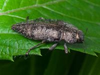 Dicerca aenea aenea