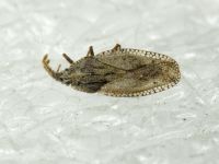 Tingis (Tingis) crispata