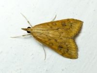 Lepidoptera