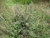 Artemisia