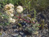 Hylotelephium maximum