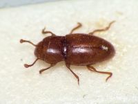 Merophysia striatella