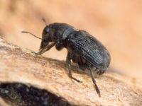 Rhaphitropis marchica