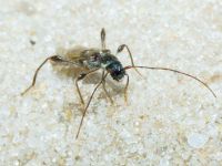 Molorchus minor
