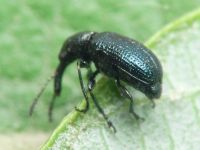 Rhynchitinae