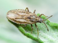 Tingis (Tropidocheila) maculata