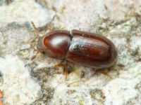 Cis castaneus
