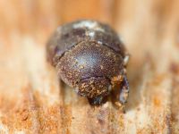 Aesalus scarabaeoides