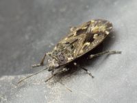 Sphragisticus nebulosus