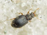 Latridius