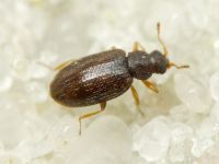 Melanophthalma