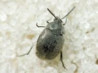 Spermophagus