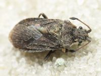 Bathysolen nubilus
