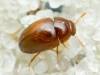 Phalacridae