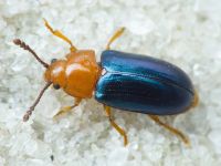 Triplax aenea