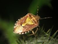 Dolycoris baccarum
