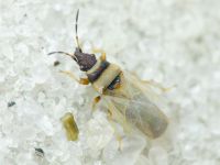 Oxycarenus (Euoxycarenus) pallens