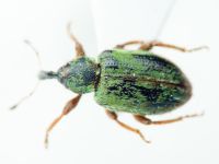 Hypera (Hypera) nigrirostris