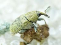 Sibinia (Sibinia) subelliptica
