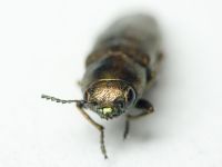 Sphenoptera