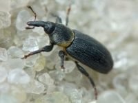 Mecinus collaris