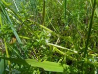 Galium mollugo